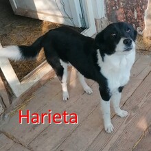 HARIETA, Hund, Mischlingshund in Bulgarien - Bild 1