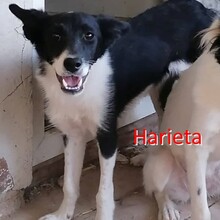 HARIETA, Hund, Mischlingshund in Bulgarien - Bild 2