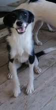 HARIETA, Hund, Mischlingshund in Bulgarien - Bild 4
