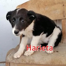 HARIETA, Hund, Mischlingshund in Bulgarien - Bild 6