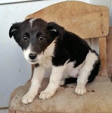 HARIETA, Hund, Mischlingshund in Bulgarien - Bild 7