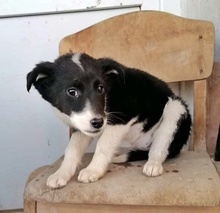 HARIETA, Hund, Mischlingshund in Bulgarien - Bild 9