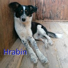 HRABIN, Hund, Mischlingshund in Bulgarien - Bild 1