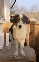 HRABIN, Hund, Mischlingshund in Bulgarien - Bild 11