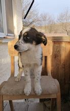 HRABIN, Hund, Mischlingshund in Bulgarien - Bild 12