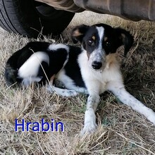 HRABIN, Hund, Mischlingshund in Bulgarien - Bild 2