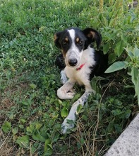 HRABIN, Hund, Mischlingshund in Bulgarien - Bild 3
