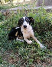 HRABIN, Hund, Mischlingshund in Bulgarien - Bild 4