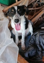 HRABIN, Hund, Mischlingshund in Bulgarien - Bild 5