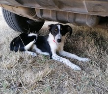 HRABIN, Hund, Mischlingshund in Bulgarien - Bild 7