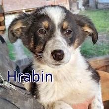 HRABIN, Hund, Mischlingshund in Bulgarien - Bild 8