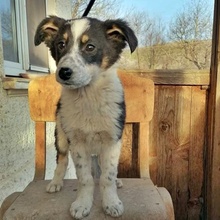 HRABIN, Hund, Mischlingshund in Bulgarien - Bild 9