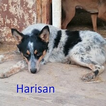 HARISAN, Hund, Mischlingshund in Bulgarien - Bild 1