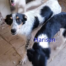 HARISAN, Hund, Mischlingshund in Bulgarien - Bild 2