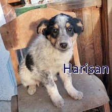 HARISAN, Hund, Mischlingshund in Bulgarien - Bild 6