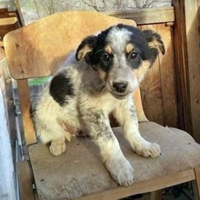 HARISAN, Hund, Mischlingshund in Bulgarien - Bild 8