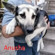 ANUSHA, Hund, Mischlingshund in Bulgarien - Bild 1