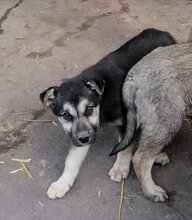 ANUSHA, Hund, Mischlingshund in Bulgarien - Bild 10