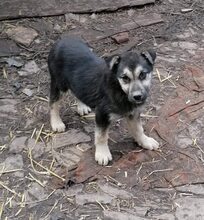 ANUSHA, Hund, Mischlingshund in Bulgarien - Bild 11