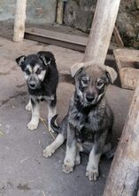 ANUSHA, Hund, Mischlingshund in Bulgarien - Bild 12