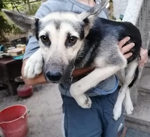 ANUSHA, Hund, Mischlingshund in Bulgarien - Bild 2