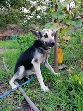 ANUSHA, Hund, Mischlingshund in Bulgarien - Bild 3