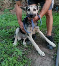 ANUSHA, Hund, Mischlingshund in Bulgarien - Bild 4
