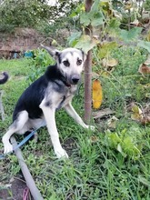 ANUSHA, Hund, Mischlingshund in Bulgarien - Bild 5
