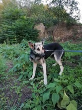 ANUSHA, Hund, Mischlingshund in Bulgarien - Bild 6