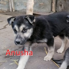 ANUSHA, Hund, Mischlingshund in Bulgarien - Bild 7