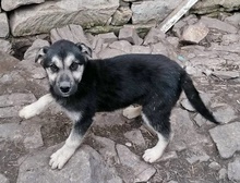 ANUSHA, Hund, Mischlingshund in Bulgarien - Bild 8