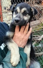ANUSHA, Hund, Mischlingshund in Bulgarien - Bild 9