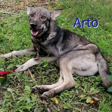 ARTO, Hund, Mischlingshund in Bulgarien - Bild 1