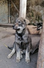 ARTO, Hund, Mischlingshund in Bulgarien - Bild 10