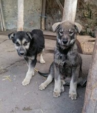 ARTO, Hund, Mischlingshund in Bulgarien - Bild 11