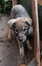 ARTO, Hund, Mischlingshund in Bulgarien - Bild 12