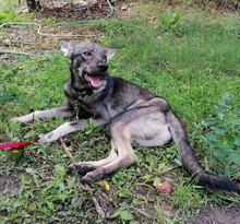 ARTO, Hund, Mischlingshund in Bulgarien - Bild 2