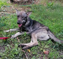 ARTO, Hund, Mischlingshund in Bulgarien - Bild 3