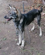 ARTO, Hund, Mischlingshund in Bulgarien - Bild 6