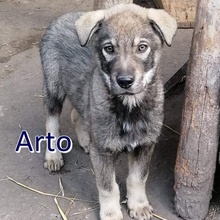 ARTO, Hund, Mischlingshund in Bulgarien - Bild 7