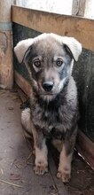 ARTO, Hund, Mischlingshund in Bulgarien - Bild 8