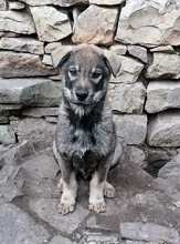 ARTO, Hund, Mischlingshund in Bulgarien - Bild 9