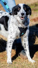 NELSON, Hund, Mischlingshund in Bulgarien - Bild 1