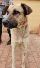 ENDA, Hund, Mischlingshund in Spanien - Bild 5