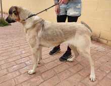 ENDA, Hund, Mischlingshund in Spanien - Bild 6