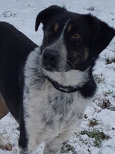 OLIVIA, Hund, Mischlingshund in Wiesmoor - Bild 1