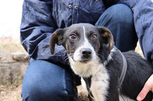 OLIVIA, Hund, Mischlingshund in Wiesmoor - Bild 10