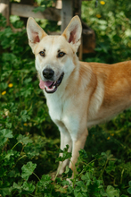 COMOTU, Hund, Mischlingshund in Spanien - Bild 4