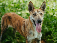 LINDA, Hund, Mischlingshund in Spanien - Bild 1