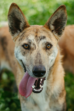 LINDA, Hund, Mischlingshund in Spanien - Bild 2